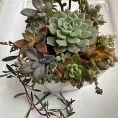 多肉植物　寄せ植えの画像