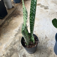 サンスベリア🪴の画像