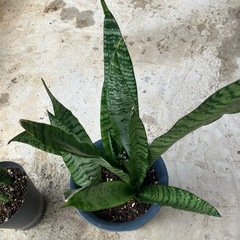 サンスベリア🪴の画像