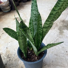 サンスベリア🪴の画像