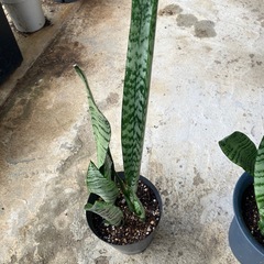 サンスベリア🪴の画像