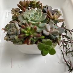 多肉植物　寄せ植えの画像