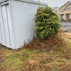 柚子の木の画像