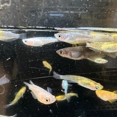 12月28日〜30日 メダカ差し上げます。1組様10匹 10組様限定の画像