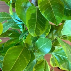 アルテシーマの画像