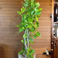 アルテシーマの画像