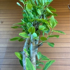 アルテシーマの画像