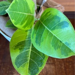 アルテシーマの画像