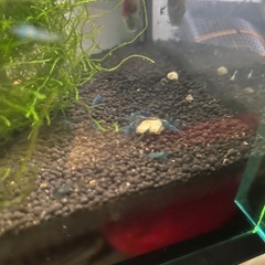 おひとり様限定　ブルーダイヤモンドシュリンプ20匹の画像