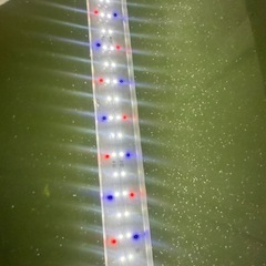 タマミジンコ販売｜メダカ・熱帯魚　生餌 🐟🧫の画像