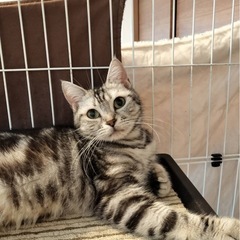 ☘️アメリカンショートヘア ブリード引退猫🐱ブランちゃん✨️