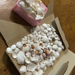 貝がらの画像