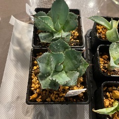 アガベ　雷神の画像