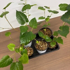 挿し木　マルベリー（西洋桑） 苗 健康株の画像