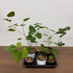 挿し木　マルベリー（西洋桑） 苗 健康株の画像