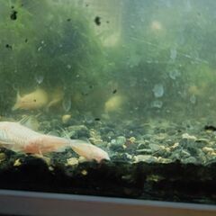 白コリドラスあげます20匹ぐらい（水槽、ヒーター、酸素ポンプ付）の画像