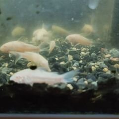 白コリドラスあげます20匹ぐらい（水槽、ヒーター、酸素ポンプ付）の画像