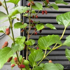 挿し木　マルベリー（西洋桑） 苗 健康株の画像