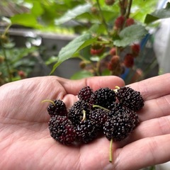 挿し木　マルベリー（西洋桑） 苗 健康株の画像