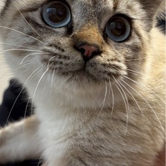 大きな瞳🩵の穏やかで甘えん坊  シャムミックスの女の子2〜…