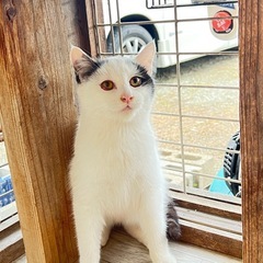 保護猫　里親募集