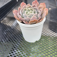 多肉植物　エケベリア　シャビアナマイン　アスベストスの画像