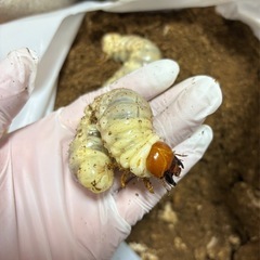 国産、海外クワガタの画像