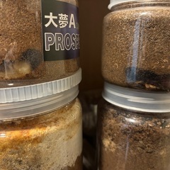 国産、海外クワガタの画像