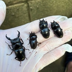 国産、海外クワガタの画像