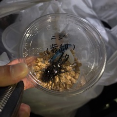 国産、海外クワガタの画像