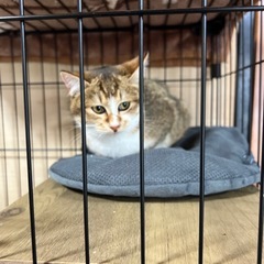 保護猫　里親募集