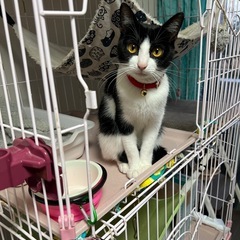 空猫✈️シリーズ❣️エジプシャンマウMIX❣️美しいハチワレ柄の...