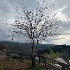 無農薬かりんの画像