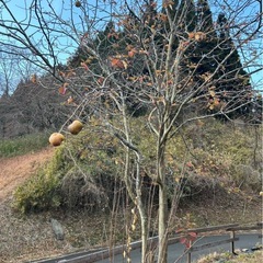 無農薬かりんの画像