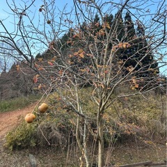 無農薬かりんの画像