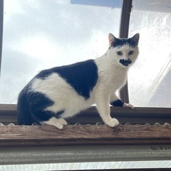 保護猫　里親募集