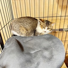 保護猫　里親募集