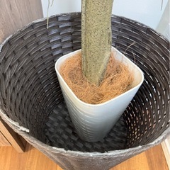 プレミアム光触媒フェイクグリーンの画像