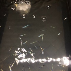 ユリシスパラディーゾ　メダカの画像