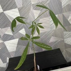 【観葉植物】実生パキラの画像