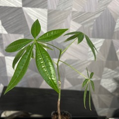 【観葉植物】実生パキラの画像