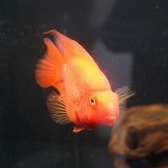 キングコング　パロットファイヤー　20ｃｍオーバーの画像