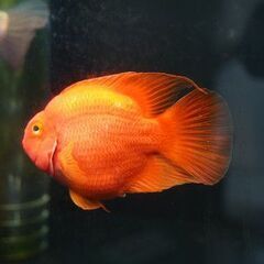 キングコング　パロットファイヤー　20ｃｍオーバーの画像