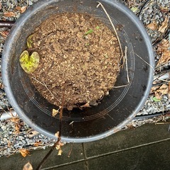 プランターの画像