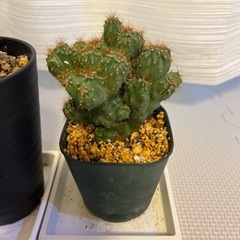 サンスベリア、ユーフォルビア（多肉植物）サボテンの画像