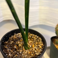 サンスベリア、ユーフォルビア（多肉植物）サボテンの画像