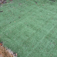 芝シート　アイリスオーヤマ の画像