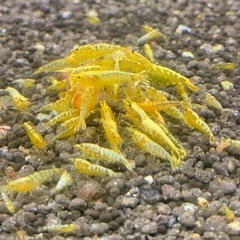 シュリンプ⑮ 各種¥200〜 竹ノ塚エリアの画像