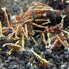 シュリンプ⑮ 各種¥200〜 竹ノ塚エリアの画像