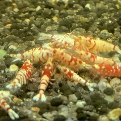 シュリンプ⑮ 各種¥200〜 竹ノ塚エリアの画像